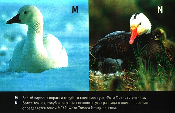 Приспособиться и выжить! ДНК как летопись эволюции Приспособиться и выжить! ДНК как летопись эволюции