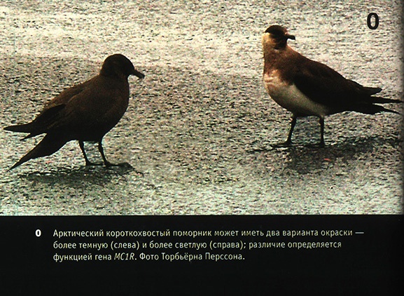 Приспособиться и выжить! ДНК как летопись эволюции Приспособиться и выжить! ДНК как летопись эволюции