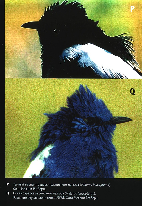 Приспособиться и выжить! ДНК как летопись эволюции Приспособиться и выжить! ДНК как летопись эволюции