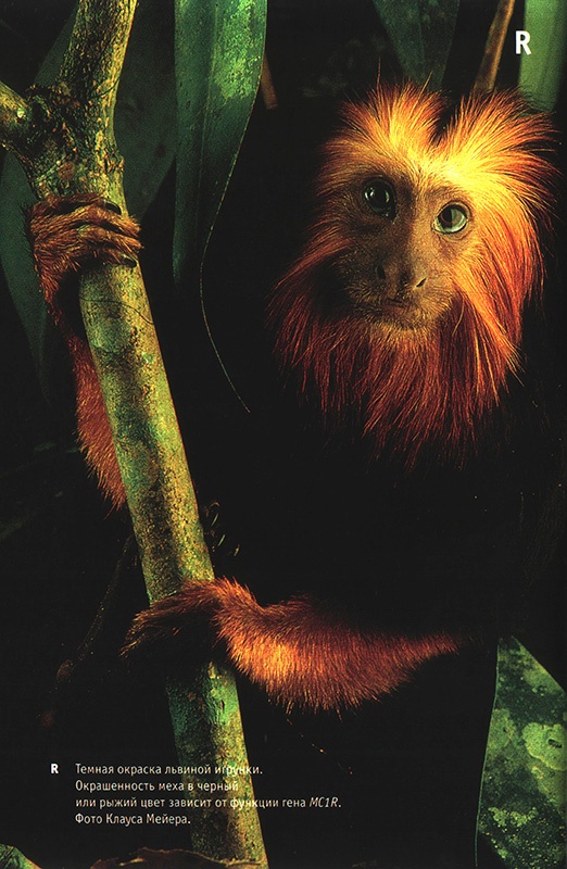 Приспособиться и выжить! ДНК как летопись эволюции Приспособиться и выжить! ДНК как летопись эволюции