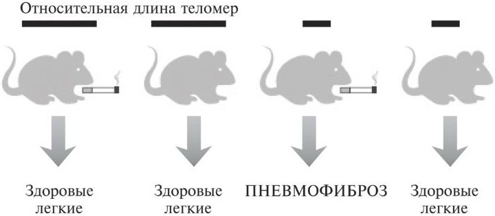 Мусорная ДНК. Путешествие в темную материю генома Мусорная ДНК. Путешествие в темную материю генома