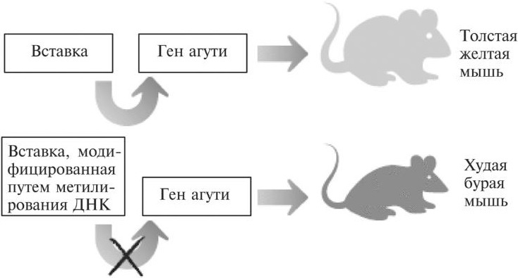 Мусорная ДНК. Путешествие в темную материю генома Мусорная ДНК. Путешествие в темную материю генома