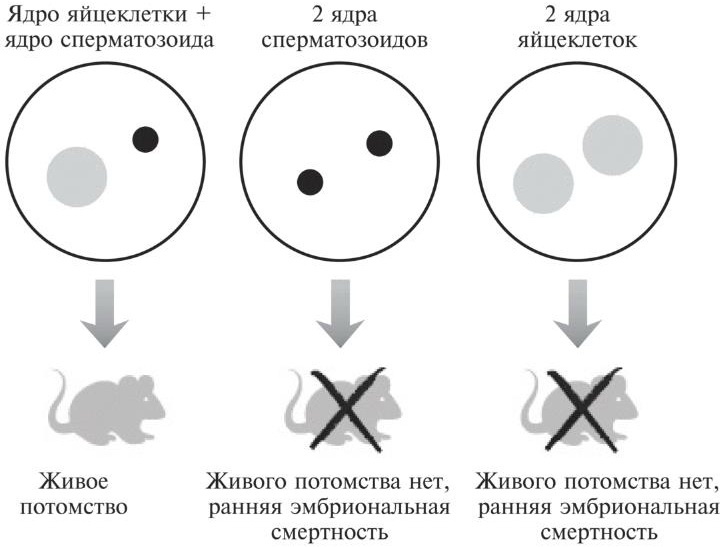Мусорная ДНК. Путешествие в темную материю генома Мусорная ДНК. Путешествие в темную материю генома