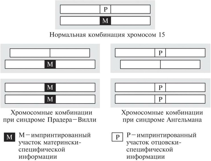 Мусорная ДНК. Путешествие в темную материю генома Мусорная ДНК. Путешествие в темную материю генома