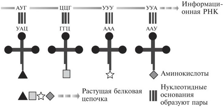Мусорная ДНК. Путешествие в темную материю генома Мусорная ДНК. Путешествие в темную материю генома