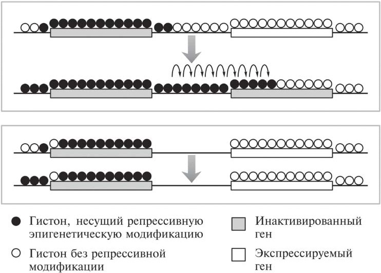 Мусорная ДНК. Путешествие в темную материю генома Мусорная ДНК. Путешествие в темную материю генома