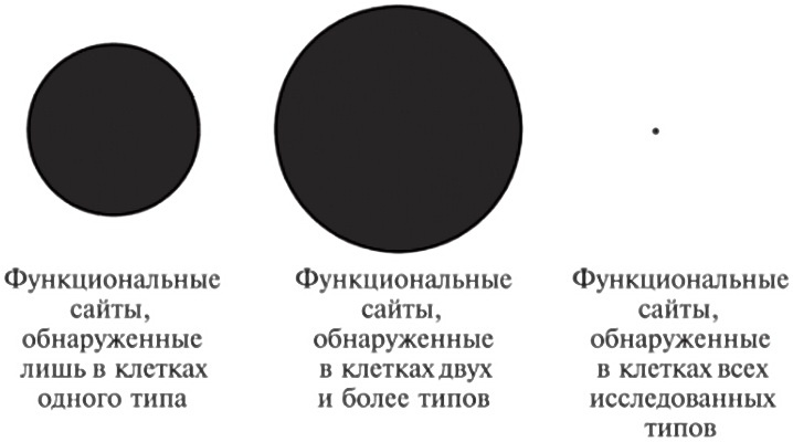 Мусорная ДНК. Путешествие в темную материю генома Мусорная ДНК. Путешествие в темную материю генома