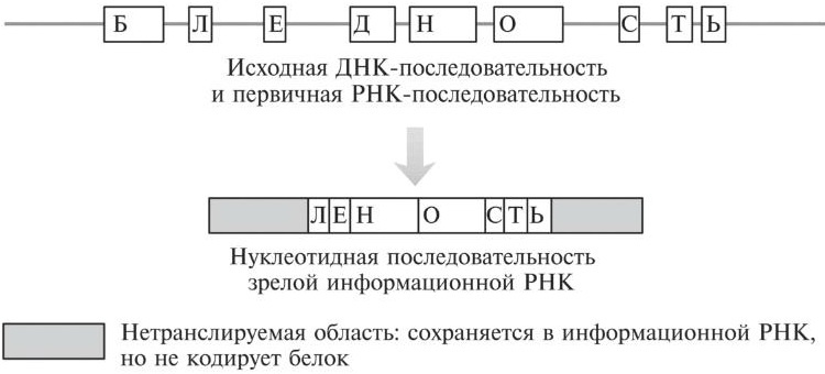 Мусорная ДНК. Путешествие в темную материю генома Мусорная ДНК. Путешествие в темную материю генома