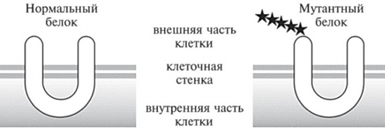 Мусорная ДНК. Путешествие в темную материю генома Мусорная ДНК. Путешествие в темную материю генома