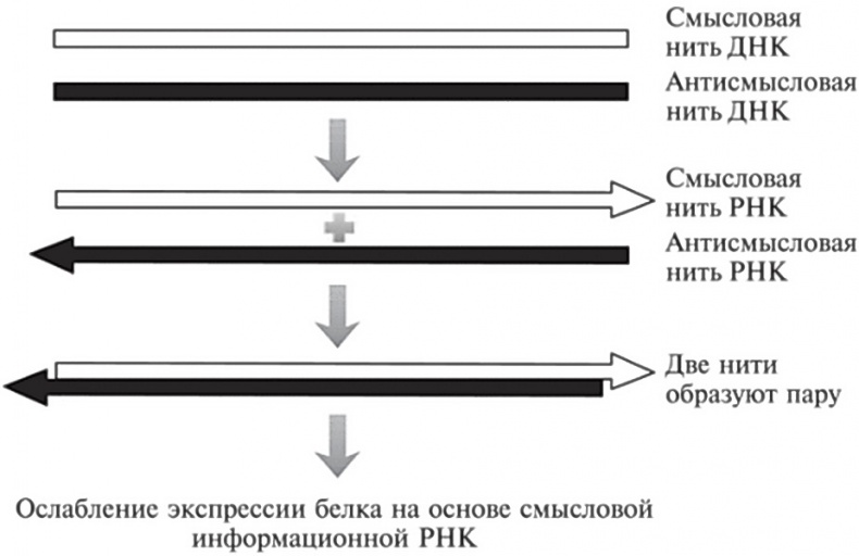 Мусорная ДНК. Путешествие в темную материю генома Мусорная ДНК. Путешествие в темную материю генома