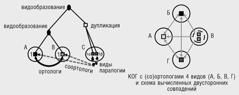 Логика случая. О природе и происхождении биологической эволюции Логика случая. О природе и происхождении биологической эволюции