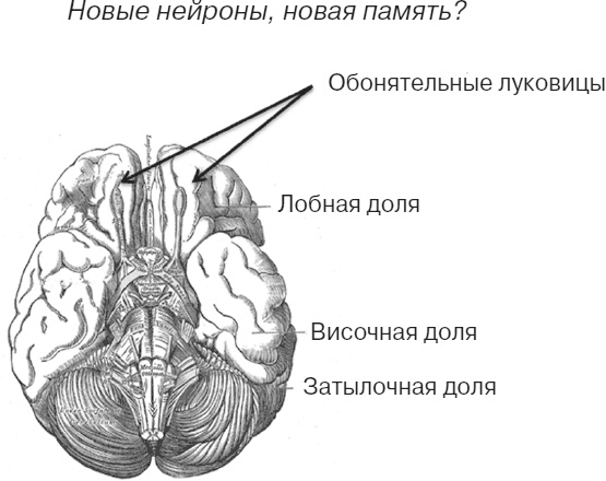Почему девочки не хуже мальчиков разбираются в математике Почему девочки не хуже мальчиков разбираются в математике