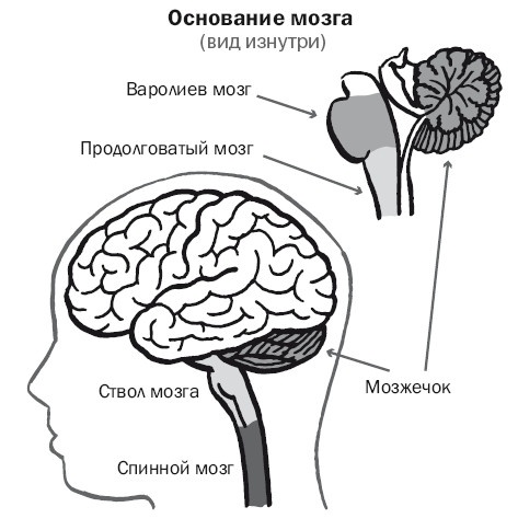 Дуэль нейрохирургов. Как открывали тайны мозга, и почему смерть одного короля смогла перевернуть науку Дуэль нейрохирургов. Как открывали тайны мозга, и почему смерть одного короля смогла перевернуть науку