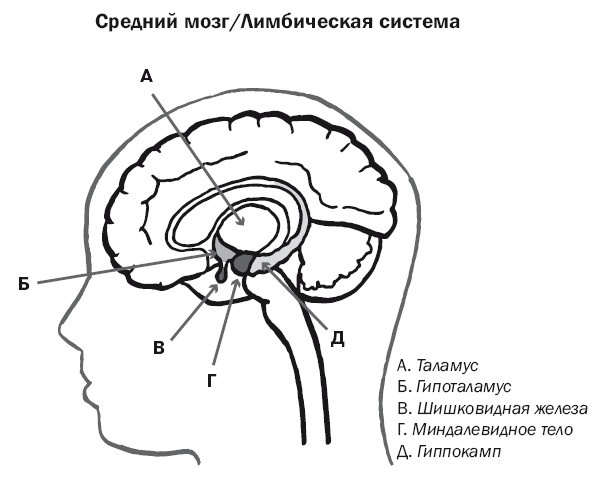 Дуэль нейрохирургов. Как открывали тайны мозга, и почему смерть одного короля смогла перевернуть науку Дуэль нейрохирургов. Как открывали тайны мозга, и почему смерть одного короля смогла перевернуть науку