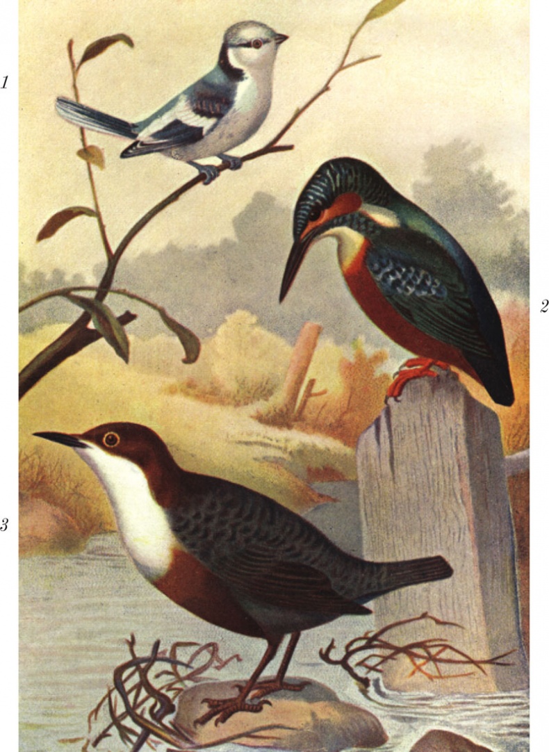 Из царства пернатых. Популярные очерки из мира русских птиц