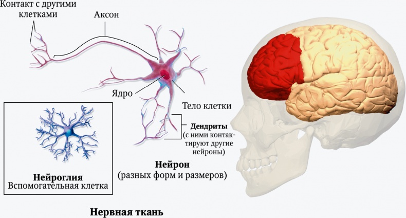Мозг. Ваша личная история Мозг. Ваша личная история