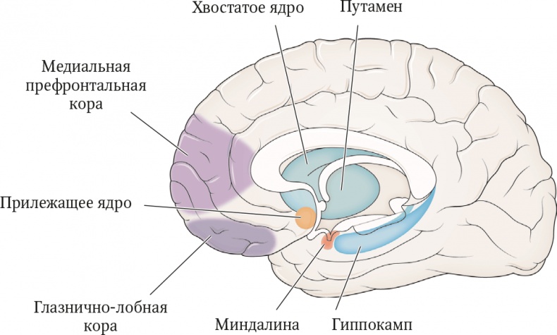 Мозг. Ваша личная история Мозг. Ваша личная история