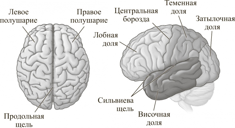 Коннектом. Как мозг делает нас тем, что мы есть Коннектом. Как мозг делает нас тем, что мы есть