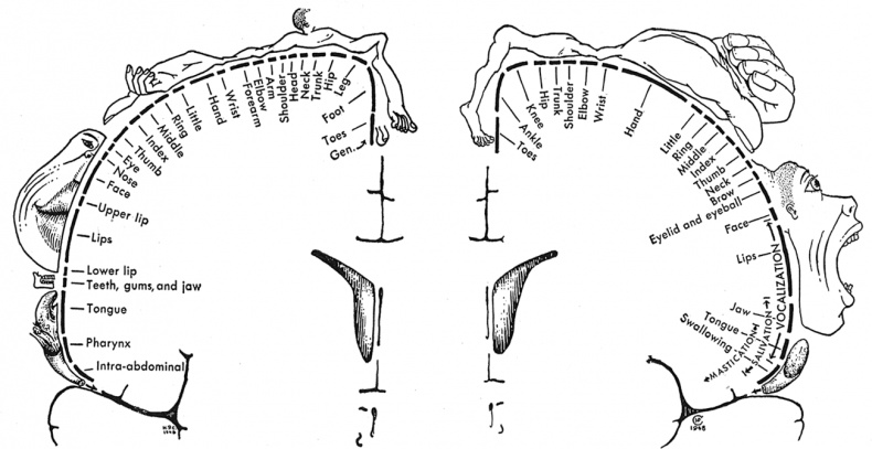 Коннектом. Как мозг делает нас тем, что мы есть Коннектом. Как мозг делает нас тем, что мы есть