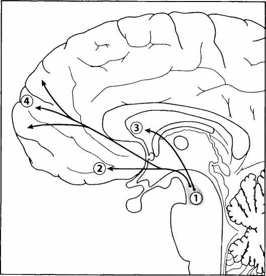 Мы - это наш мозг. От матки до Альцгеймера Мы - это наш мозг. От матки до Альцгеймера