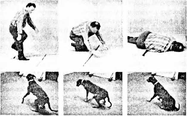 Мы - это наш мозг. От матки до Альцгеймера Мы - это наш мозг. От матки до Альцгеймера