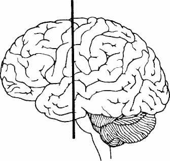 Мы - это наш мозг. От матки до Альцгеймера