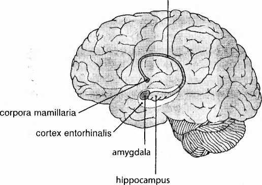 Мы - это наш мозг. От матки до Альцгеймера Мы - это наш мозг. От матки до Альцгеймера