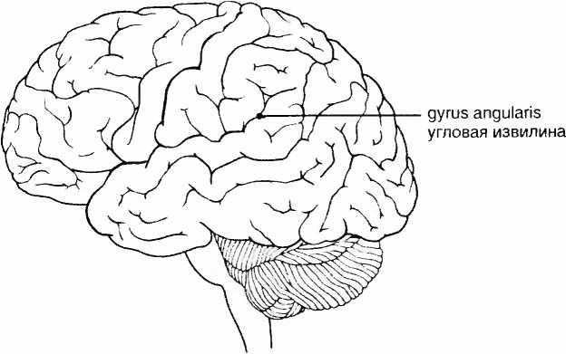 Мы - это наш мозг. От матки до Альцгеймера Мы - это наш мозг. От матки до Альцгеймера