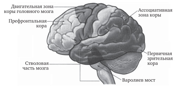 Мозг во сне. Что происходит с мозгом, пока мы спим Мозг во сне. Что происходит с мозгом, пока мы спим