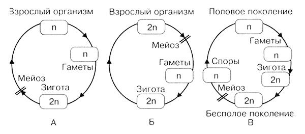 Темы школьного курса. Размножение организмов. Деление клеток. Способы размножения организмов. Онтогенез Темы школьного курса. Размножение организмов. Деление клеток. Способы размножения организмов. Онтогенез