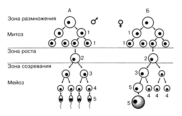 Темы школьного курса. Размножение организмов. Деление клеток. Способы размножения организмов. Онтогенез Темы школьного курса. Размножение организмов. Деление клеток. Способы размножения организмов. Онтогенез