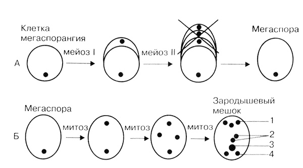 Темы школьного курса. Размножение организмов. Деление клеток. Способы размножения организмов. Онтогенез Темы школьного курса. Размножение организмов. Деление клеток. Способы размножения организмов. Онтогенез