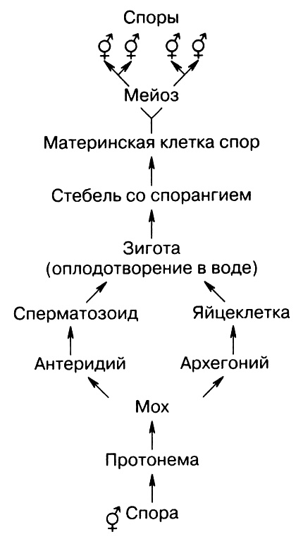 Темы школьного курса. Размножение организмов. Деление клеток. Способы размножения организмов. Онтогенез Темы школьного курса. Размножение организмов. Деление клеток. Способы размножения организмов. Онтогенез