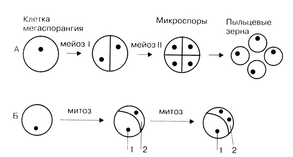 Темы школьного курса. Размножение организмов. Деление клеток. Способы размножения организмов. Онтогенез Темы школьного курса. Размножение организмов. Деление клеток. Способы размножения организмов. Онтогенез