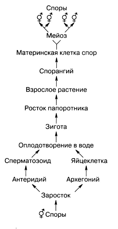 Темы школьного курса. Размножение организмов. Деление клеток. Способы размножения организмов. Онтогенез Темы школьного курса. Размножение организмов. Деление клеток. Способы размножения организмов. Онтогенез
