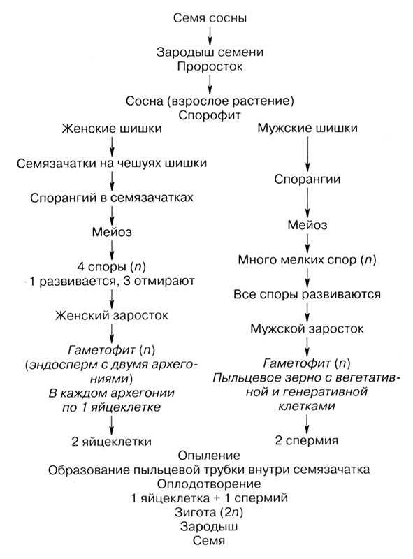 Темы школьного курса. Размножение организмов. Деление клеток. Способы размножения организмов. Онтогенез Темы школьного курса. Размножение организмов. Деление клеток. Способы размножения организмов. Онтогенез
