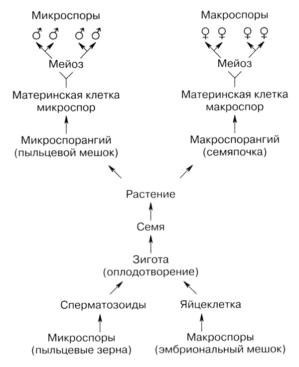 Темы школьного курса. Размножение организмов. Деление клеток. Способы размножения организмов. Онтогенез Темы школьного курса. Размножение организмов. Деление клеток. Способы размножения организмов. Онтогенез