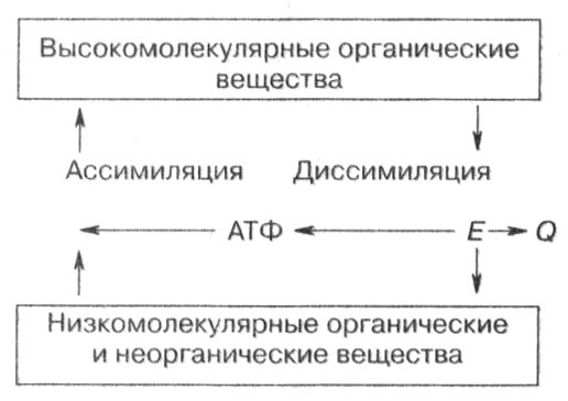 Биология: Обмен веществ и энергии в клетках организма Биология: Обмен веществ и энергии в клетках организма
