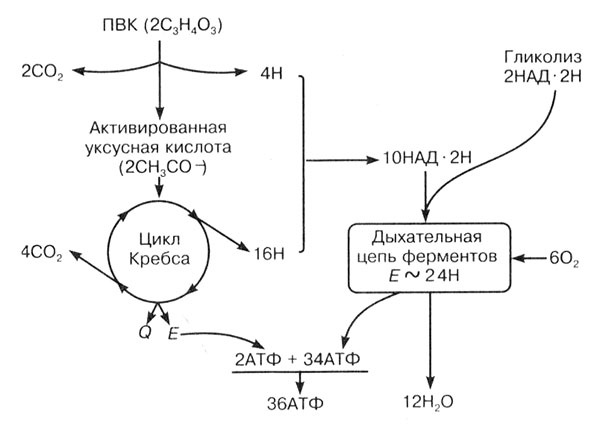 Биология: Обмен веществ и энергии в клетках организма Биология: Обмен веществ и энергии в клетках организма