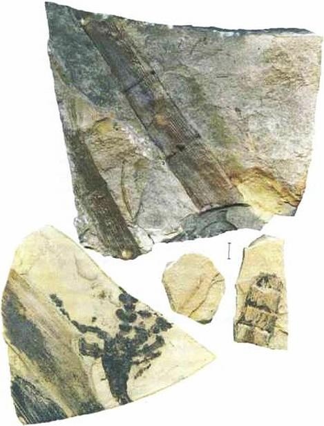 Растения. Параллельный мир Растения. Параллельный мир