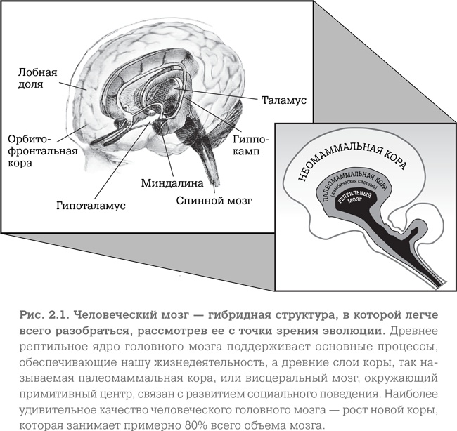 Мозг. Тонкая настройка. Наша жизнь с точки зрения нейронауки Мозг. Тонкая настройка. Наша жизнь с точки зрения нейронауки