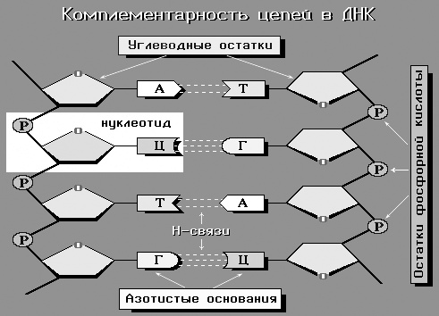 Геном человека: Энциклопедия, написанная четырьмя буквами Геном человека: Энциклопедия, написанная четырьмя буквами