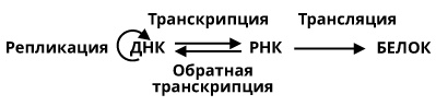 Геном человека: Энциклопедия, написанная четырьмя буквами Геном человека: Энциклопедия, написанная четырьмя буквами