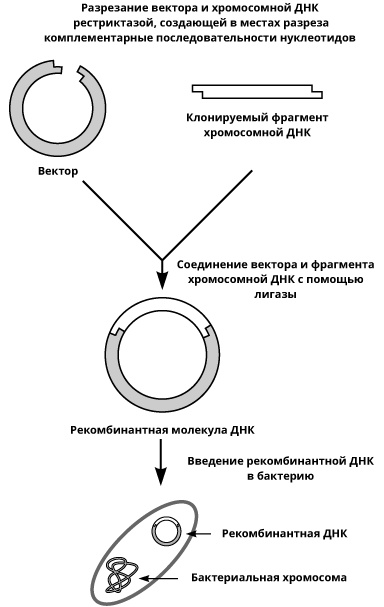 Геном человека: Энциклопедия, написанная четырьмя буквами Геном человека: Энциклопедия, написанная четырьмя буквами