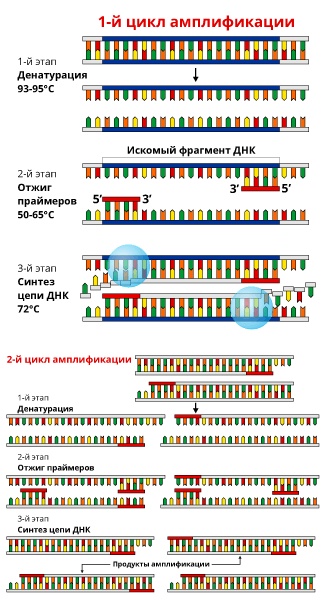 Геном человека: Энциклопедия, написанная четырьмя буквами Геном человека: Энциклопедия, написанная четырьмя буквами