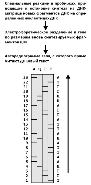 Геном человека: Энциклопедия, написанная четырьмя буквами Геном человека: Энциклопедия, написанная четырьмя буквами