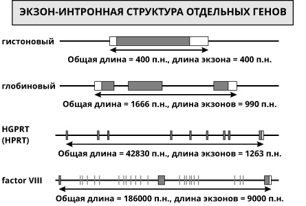 Геном человека: Энциклопедия, написанная четырьмя буквами Геном человека: Энциклопедия, написанная четырьмя буквами