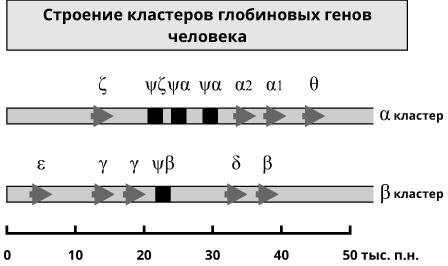 Геном человека: Энциклопедия, написанная четырьмя буквами Геном человека: Энциклопедия, написанная четырьмя буквами