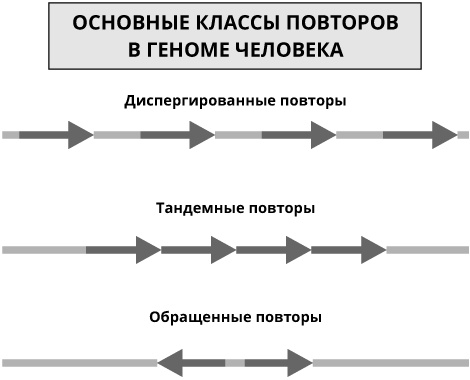Геном человека: Энциклопедия, написанная четырьмя буквами Геном человека: Энциклопедия, написанная четырьмя буквами