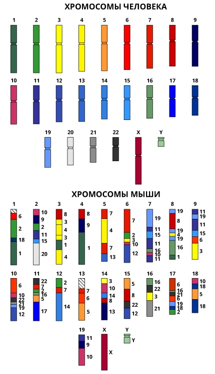 Геном человека: Энциклопедия, написанная четырьмя буквами Геном человека: Энциклопедия, написанная четырьмя буквами